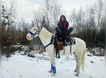 Autres races, Hongre, 8 Ans, 153 cm, Cremello