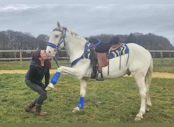 Autres races, Hongre, 8 Ans, 153 cm, Cremello