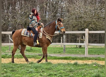 Autres races, Hongre, 8 Ans, 157 cm, Bai