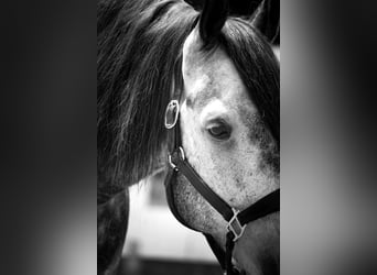 Autres races, Hongre, 8 Ans, 157 cm, Gris noir