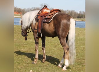 Autres races Croisé, Hongre, 8 Ans, 160 cm, Palomino