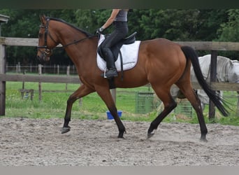 Autres races, Hongre, 8 Ans, 162 cm, Bai