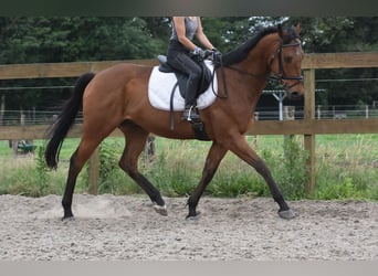 Autres races, Hongre, 8 Ans, 162 cm, Bai