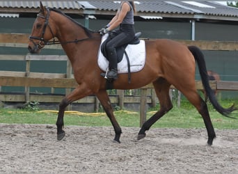 Autres races, Hongre, 8 Ans, 162 cm, Bai