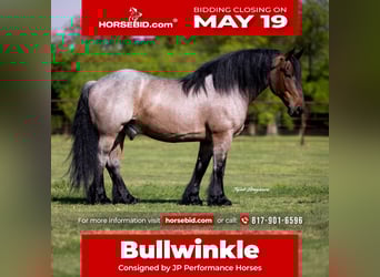 Autres races, Hongre, 8 Ans, 163 cm, Roan-Bay