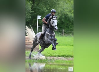 Autres races, Hongre, 8 Ans, 166 cm, Gris moucheté