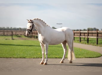 Autres races, Hongre, 9 Ans, 122 cm
