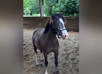 Autres races, Hongre, 9 Ans, 130 cm, Noir