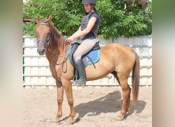 Autres races, Hongre, 9 Ans, 150 cm, Alezan brûlé