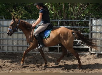 Autres races, Hongre, 9 Ans, 150 cm, Alezan brûlé
