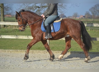 Autres races, Hongre, 9 Ans, 151 cm, Bai