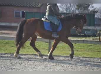Autres races, Hongre, 9 Ans, 151 cm, Bai