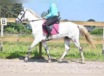 Autres races, Hongre, 9 Ans, 151 cm, Gris