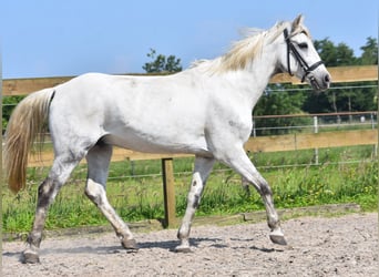 Autres races, Hongre, 9 Ans, 151 cm, Gris