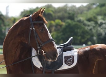 Autres races Croisé, Hongre, 9 Ans, 152 cm, Alezan cuivré