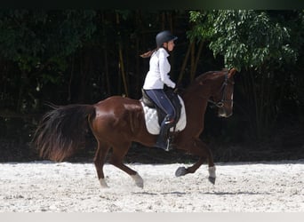 Autres races Croisé, Hongre, 9 Ans, 152 cm, Alezan cuivré