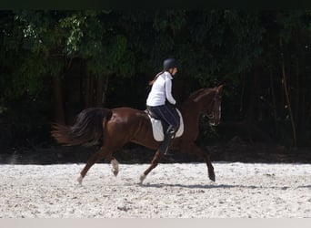 Autres races Croisé, Hongre, 9 Ans, 152 cm, Alezan cuivré