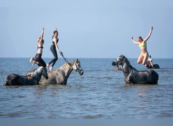 Autres races, Hongre, 9 Ans, 154 cm, Gris