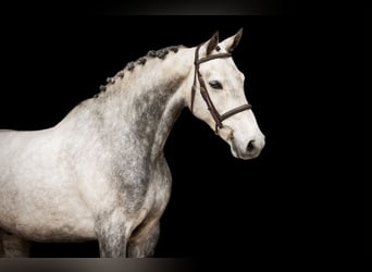 Autres races, Hongre, 9 Ans, 154 cm, Gris
