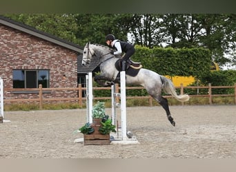 Autres races, Hongre, 9 Ans, 154 cm, Gris