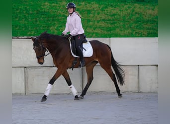 Autres races, Hongre, 9 Ans, 167 cm, Bai