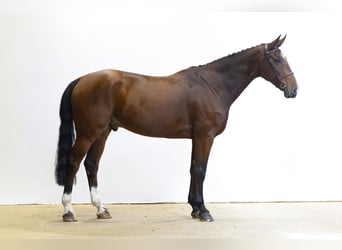 Autres races, Hongre, 9 Ans, 169 cm, Bai cerise
