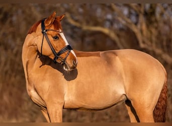 Autres races, Jument, 10 Ans, 147 cm, Alezan brûlé