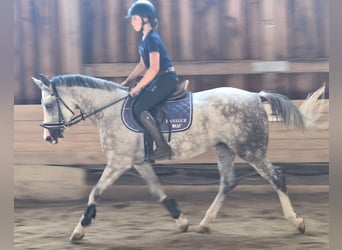 Autres races, Jument, 10 Ans, 148 cm, Gris