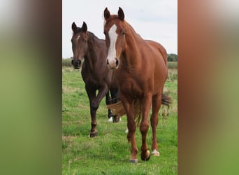 Autres races, Jument, 10 Ans, 150 cm, Alezan