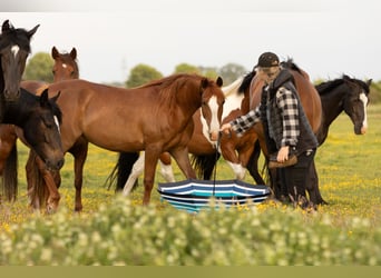 Autres races, Jument, 10 Ans, 150 cm, Alezan