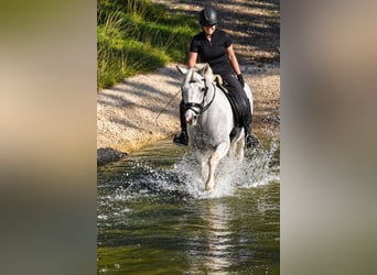 Autres races, Jument, 10 Ans, 155 cm, Pinto