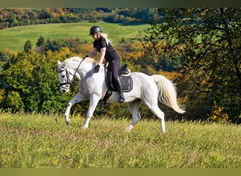 Autres races, Jument, 10 Ans, 155 cm, Pinto