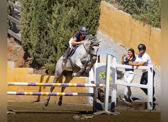 Autres races, Jument, 10 Ans, 157 cm, Gris