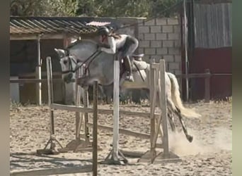 Autres races, Jument, 10 Ans, 157 cm, Gris