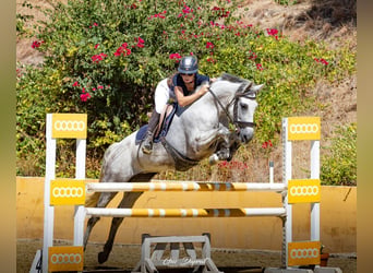 Autres races, Jument, 10 Ans, 157 cm, Gris