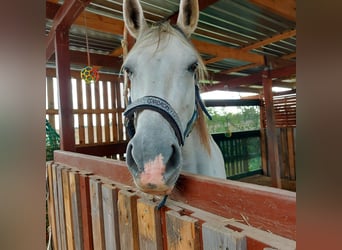 Autres races, Jument, 10 Ans, 158 cm, Gris pommelé