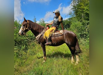 Autres races, Jument, 10 Ans, 160 cm, Alezan brûlé