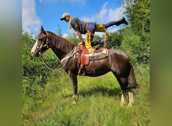 Autres races, Jument, 10 Ans, 160 cm, Alezan brûlé