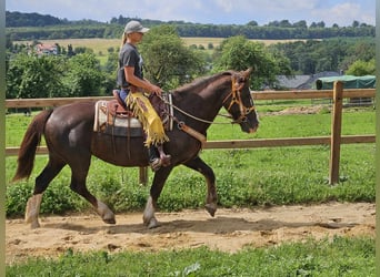 Autres races, Jument, 10 Ans, 160 cm, Alezan brûlé