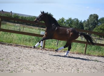 Autres races, Jument, 10 Ans, 160 cm