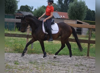 Autres races, Jument, 10 Ans, 160 cm