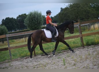 Autres races, Jument, 10 Ans, 160 cm