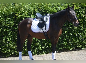 Autres races, Jument, 10 Ans, 160 cm