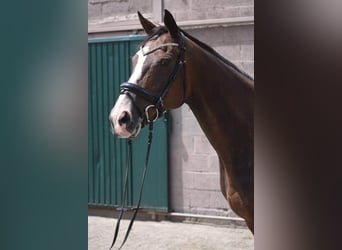 Autres races, Jument, 10 Ans, 162 cm, Bai brun