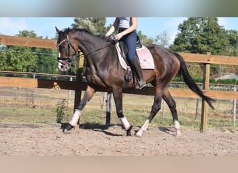 Autres races, Jument, 10 Ans, 162 cm, Bai brun