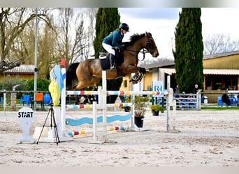 Autres races Croisé, Jument, 10 Ans, 162 cm, Bai