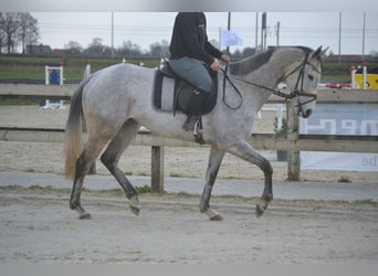 Autres races, Jument, 10 Ans, 162 cm, Gris