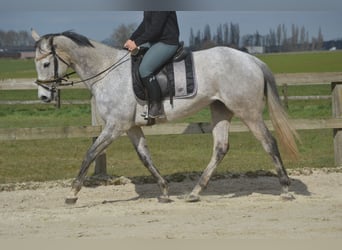 Autres races, Jument, 10 Ans, 162 cm, Gris