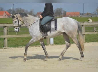 Autres races, Jument, 10 Ans, 162 cm, Gris