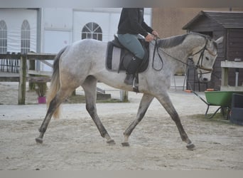 Autres races, Jument, 10 Ans, 162 cm, Gris